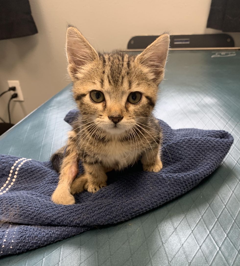 tabby kitten found