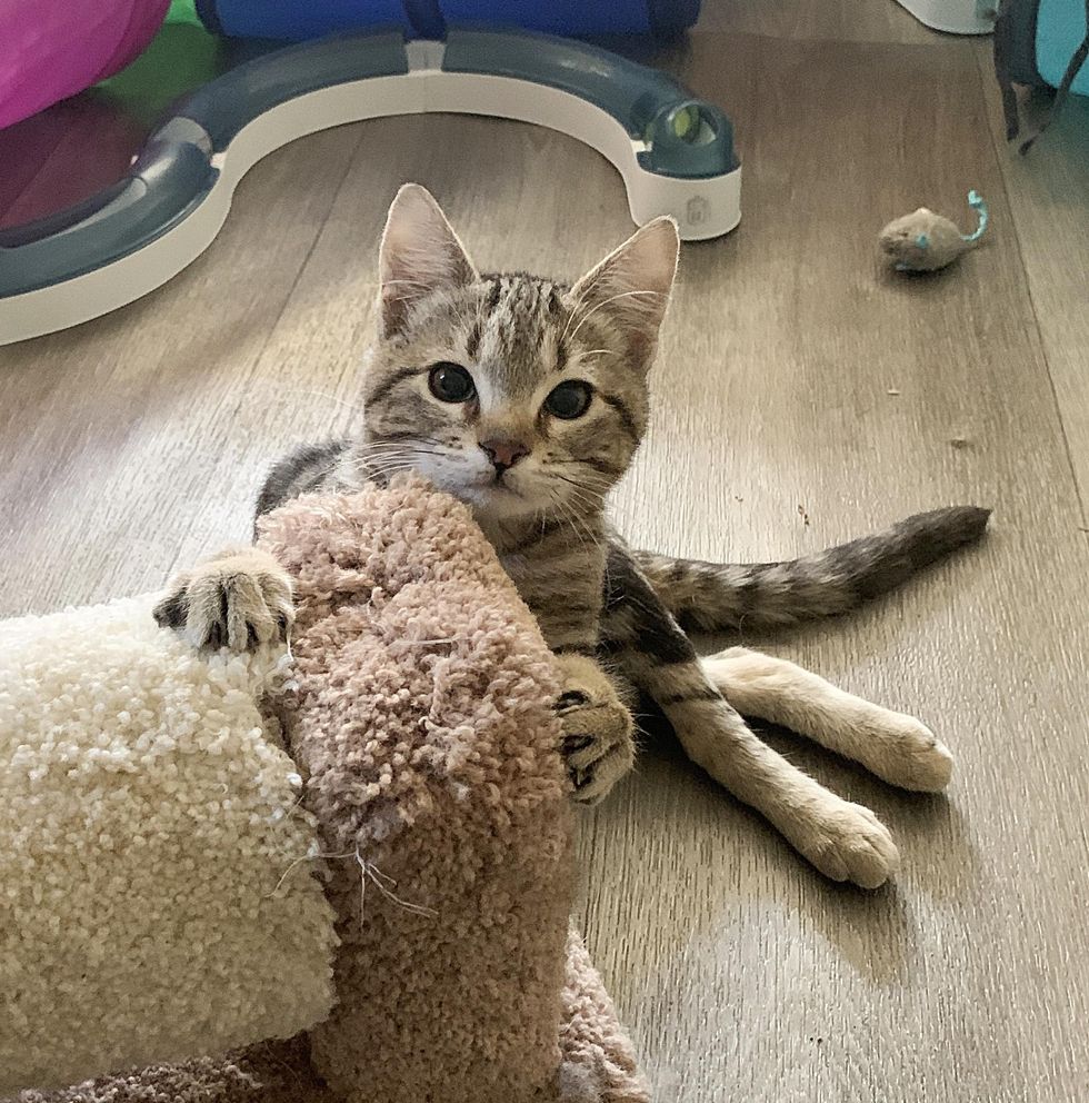 playful kitten scoots