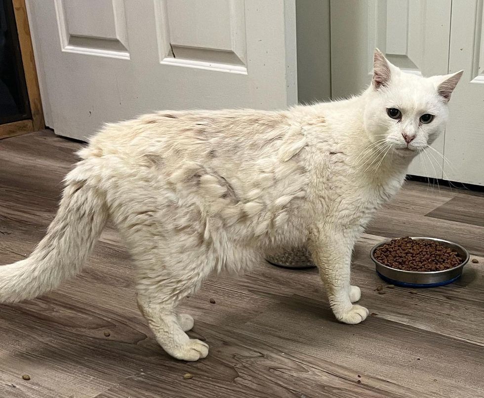 stray cat matted