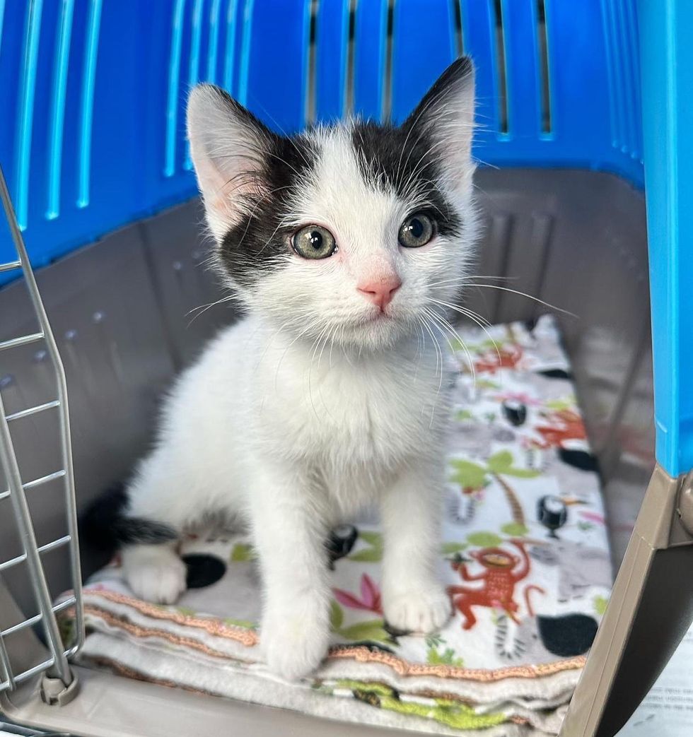 kitten in carrier