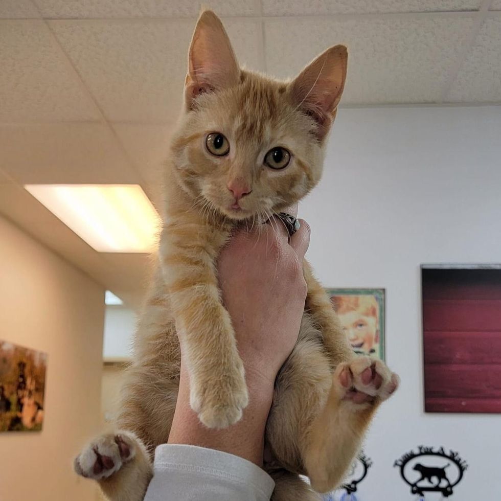 tabby orange kitten