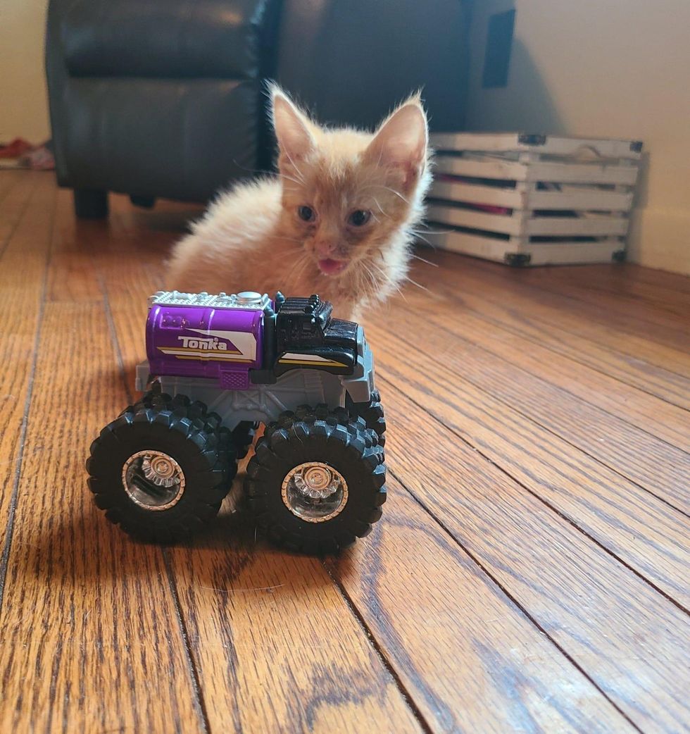 tiny kitten truck toy