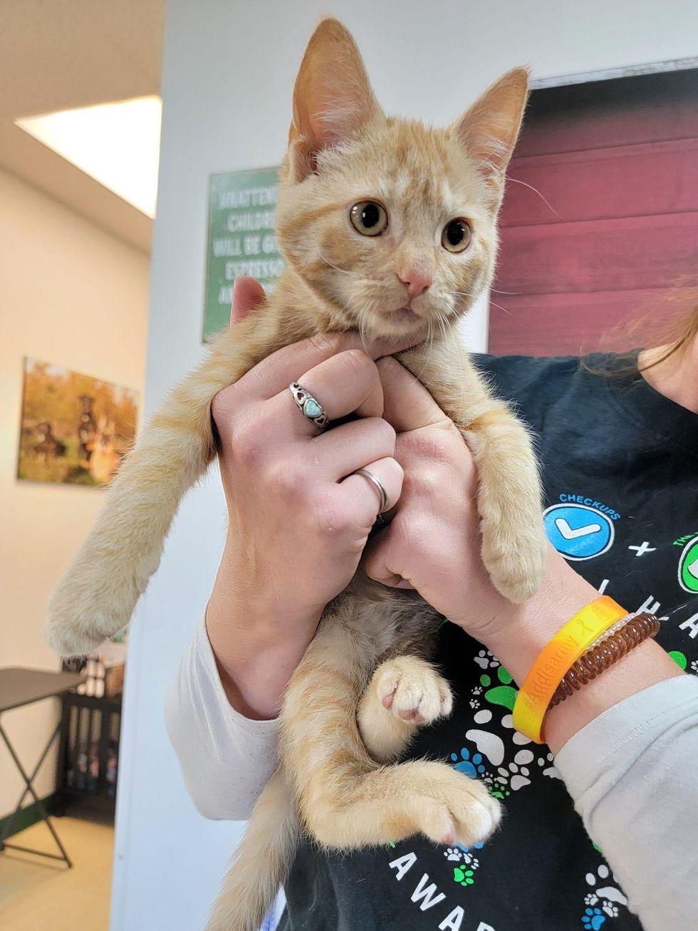 cuddly orange kitten