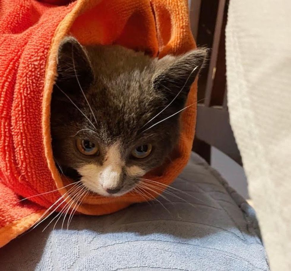 smokey kitten purrito