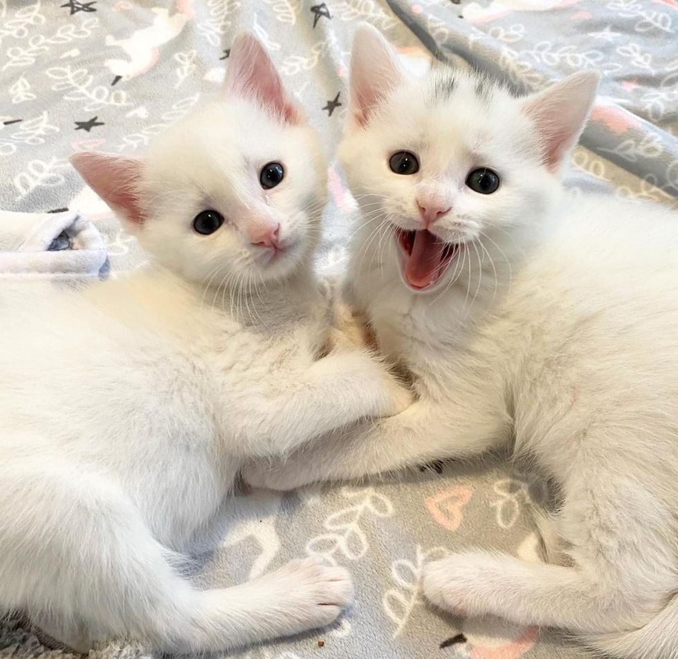 kittens holding paws