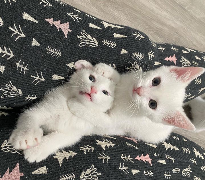 best friends kittens