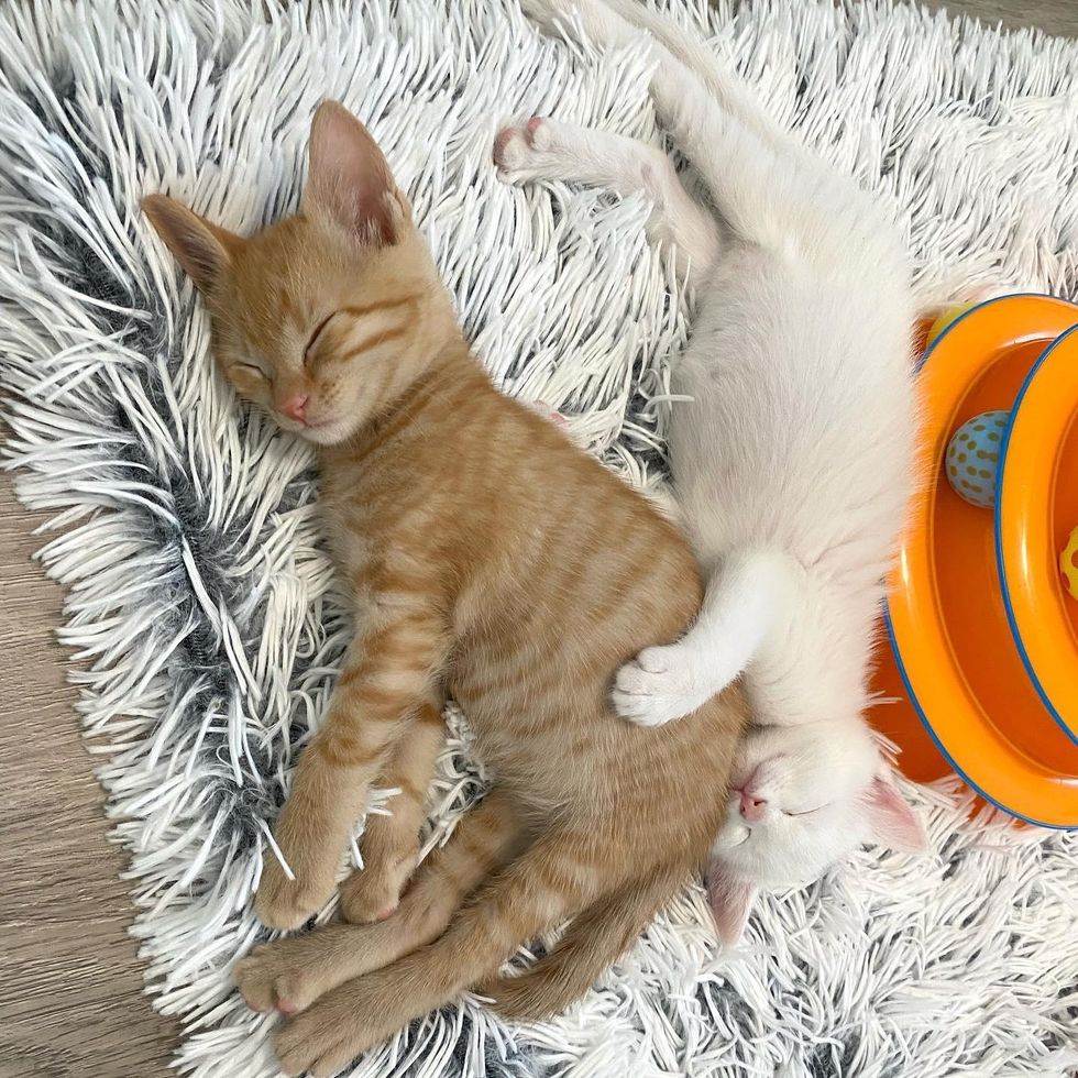happy sleepy kittens