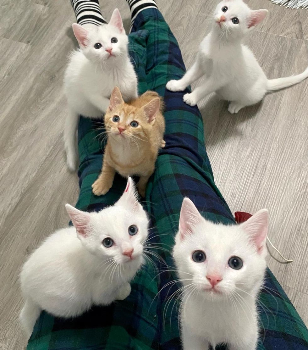 lap kittens