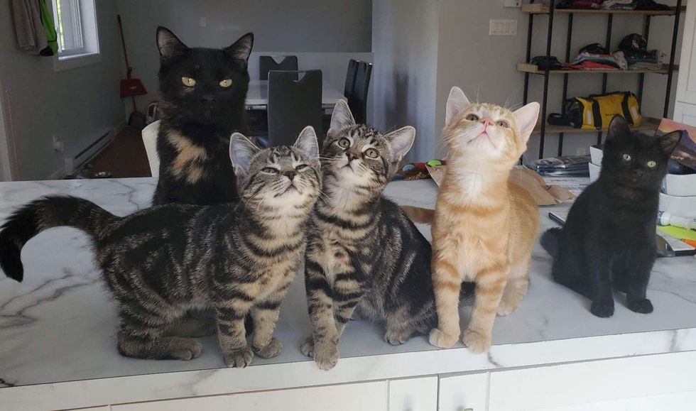 kittens cat on counter