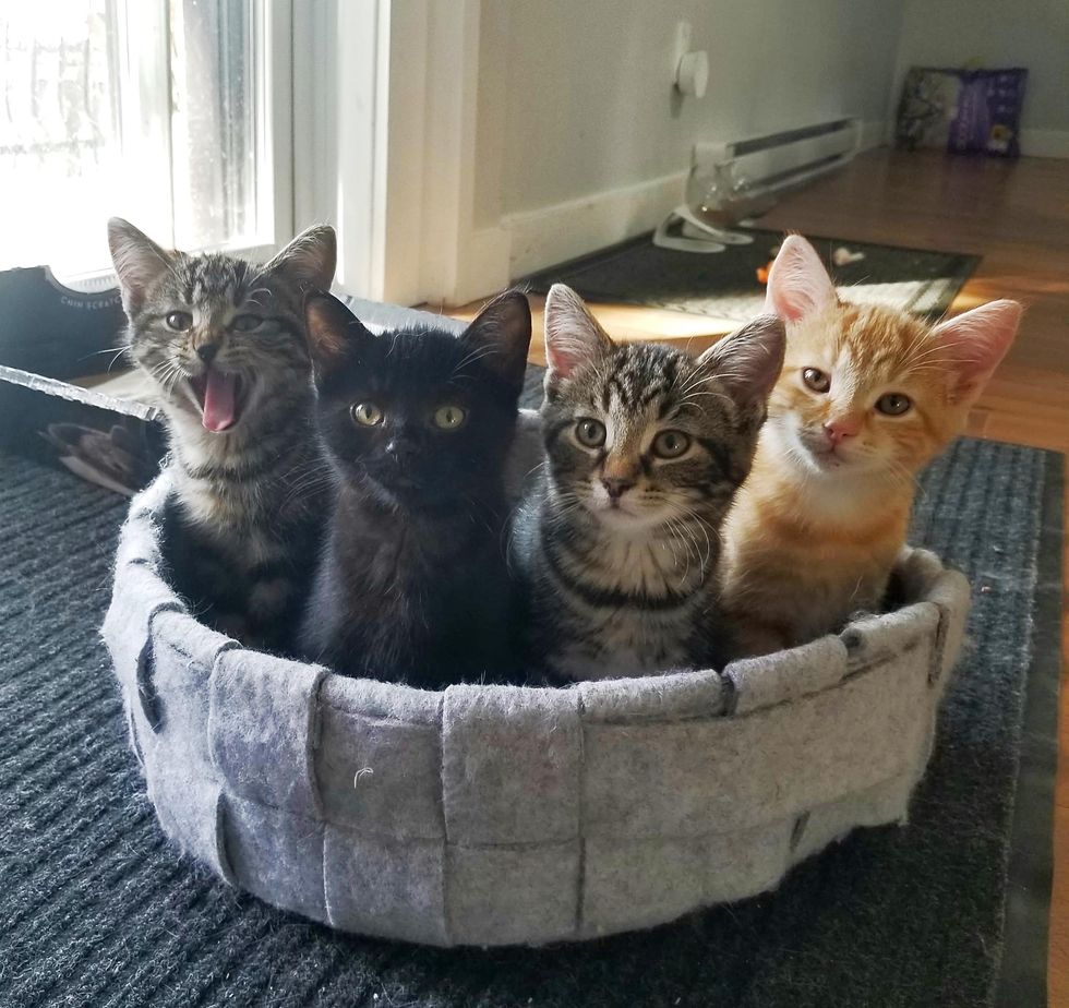 cute kittens bed
