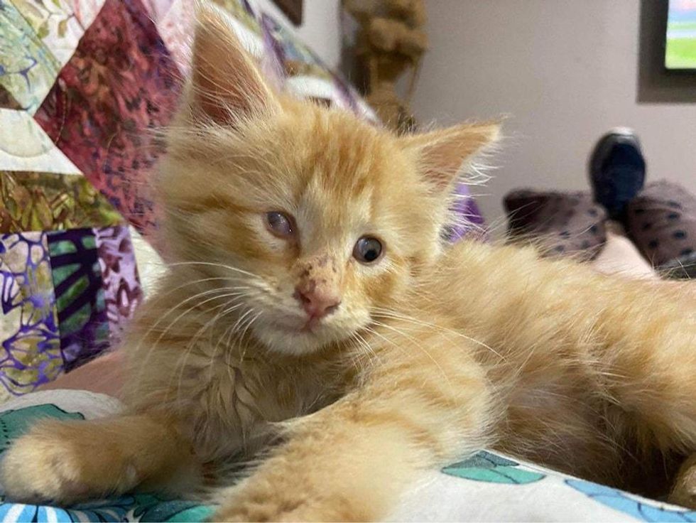 fluffy ginger kitten blind