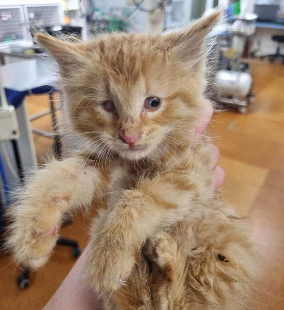 fluffy ginger kitten amigo