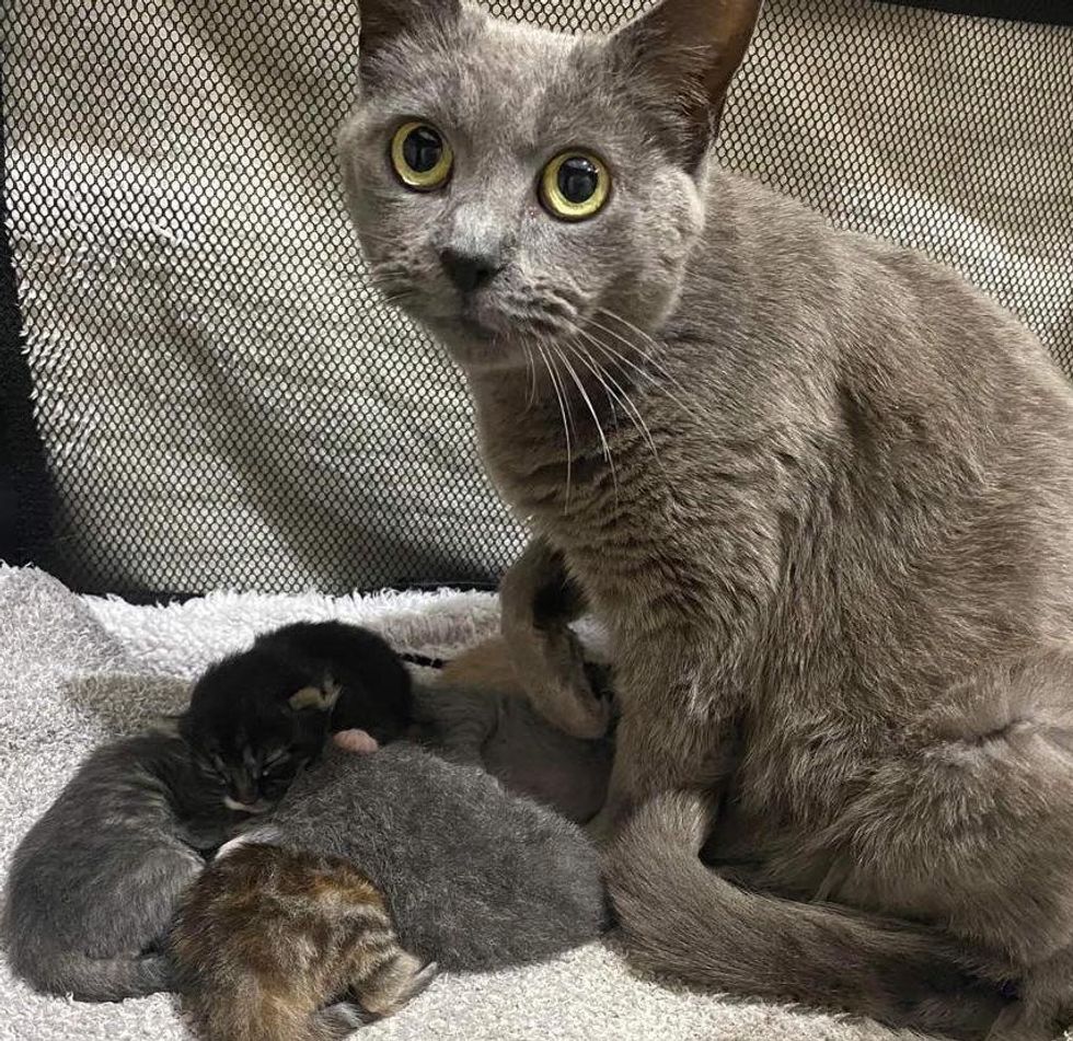 cat mom kittens