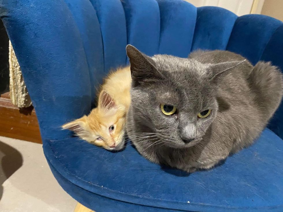 blind kitten snuggles cat