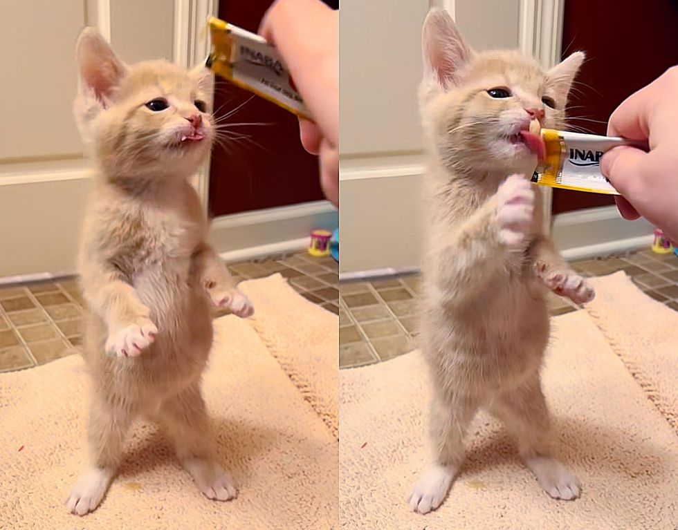 kitten standing up