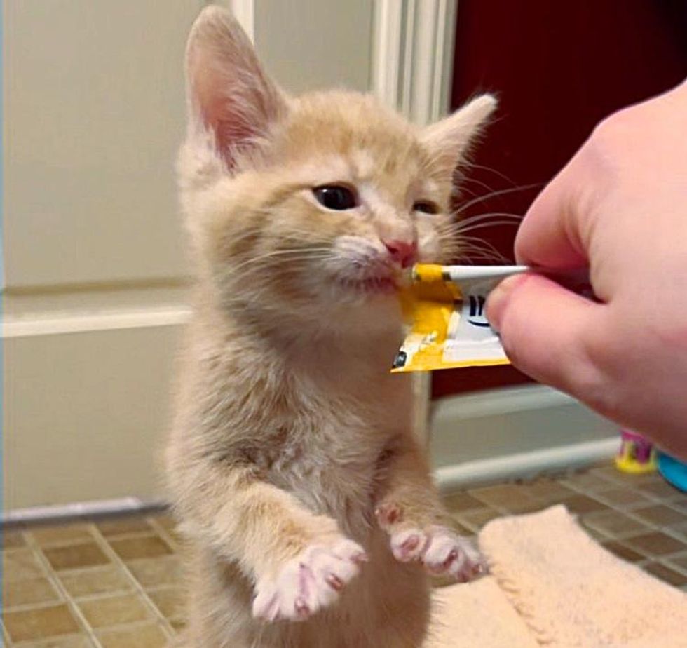 kitten hungry toe beans