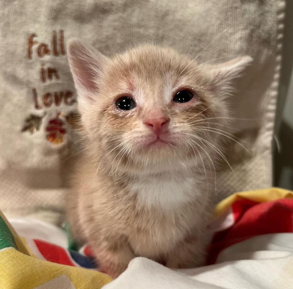 teary eyed kitten eggnog