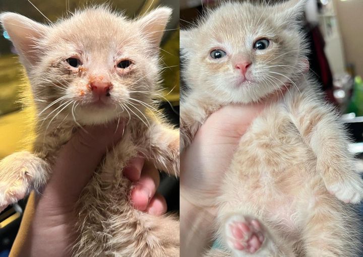 kitten transformation eggnog