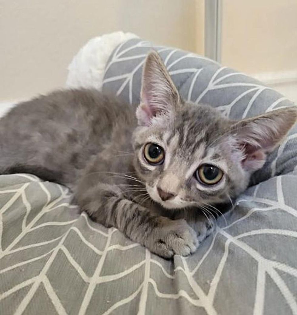 big eyes ears kitten lilo