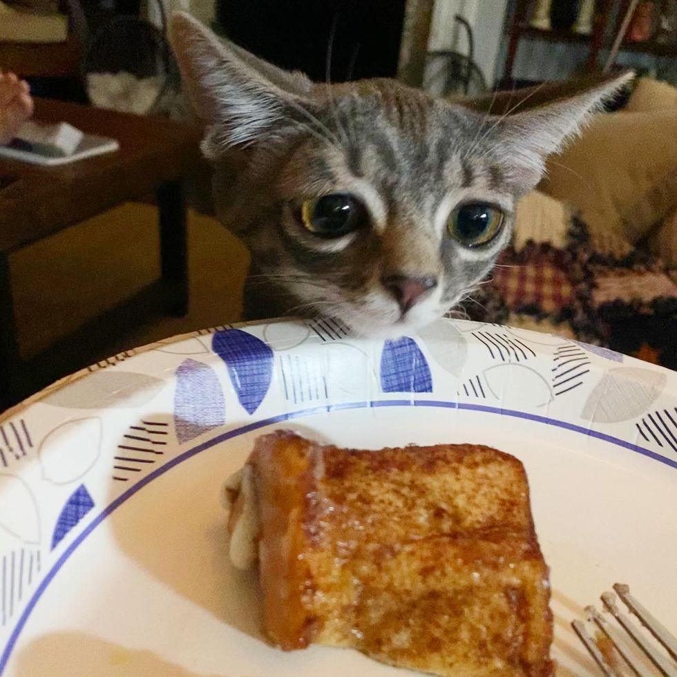 kitten curious about food