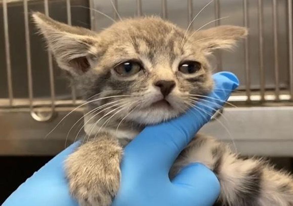 shelter kitten