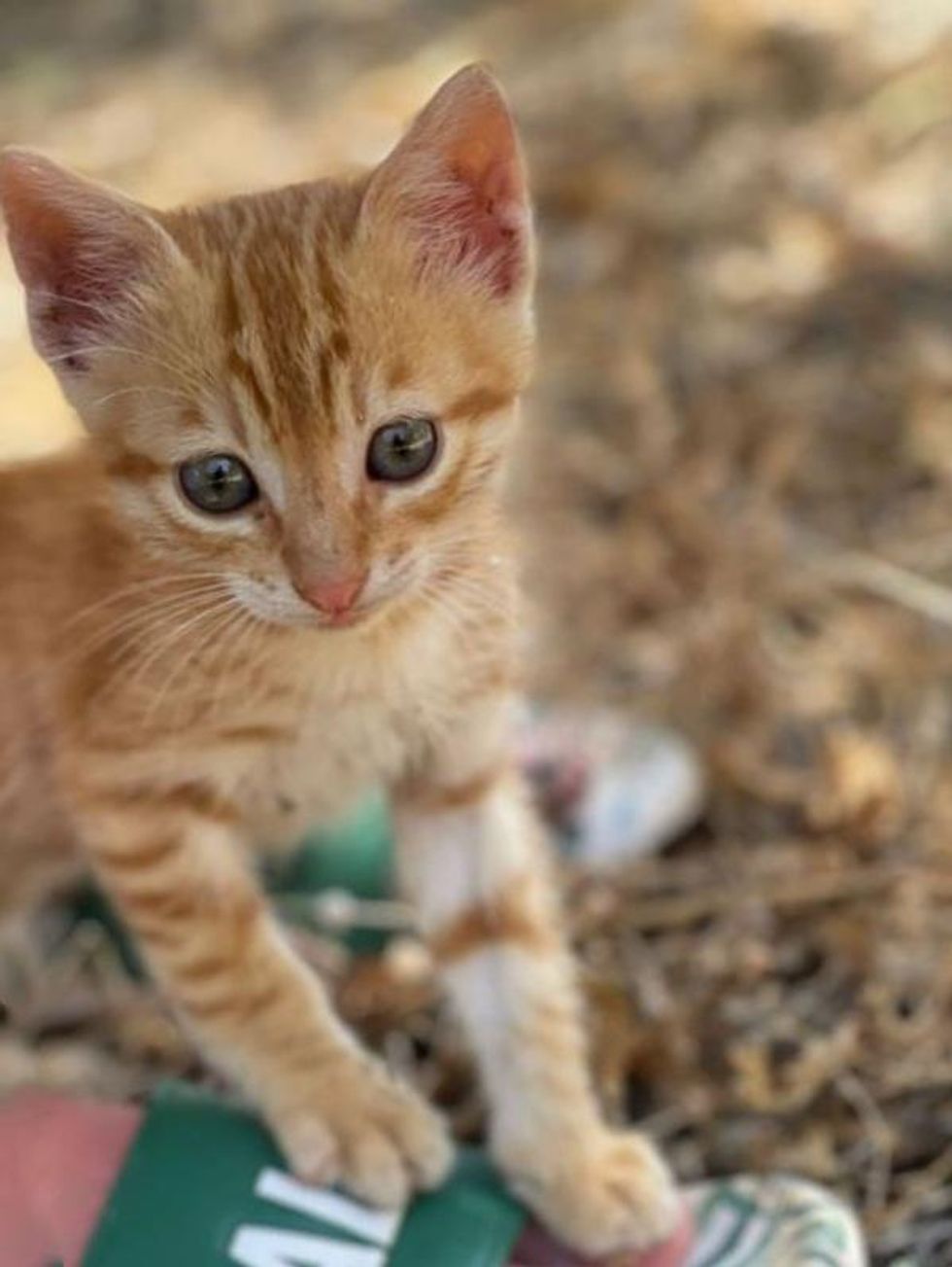 stray kitten tabby