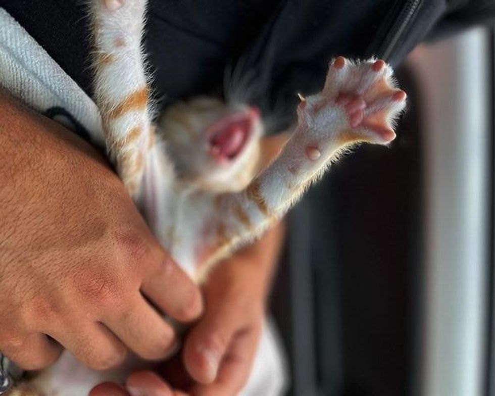 yawning tabby kitten