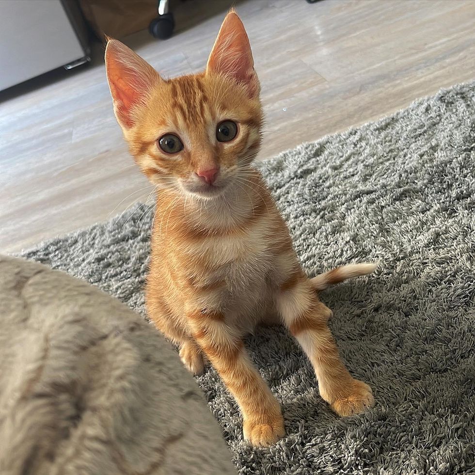 ginger tabby kitten