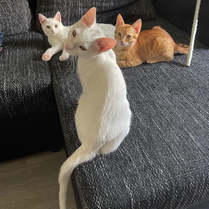 kitten cat trio, best friends cats