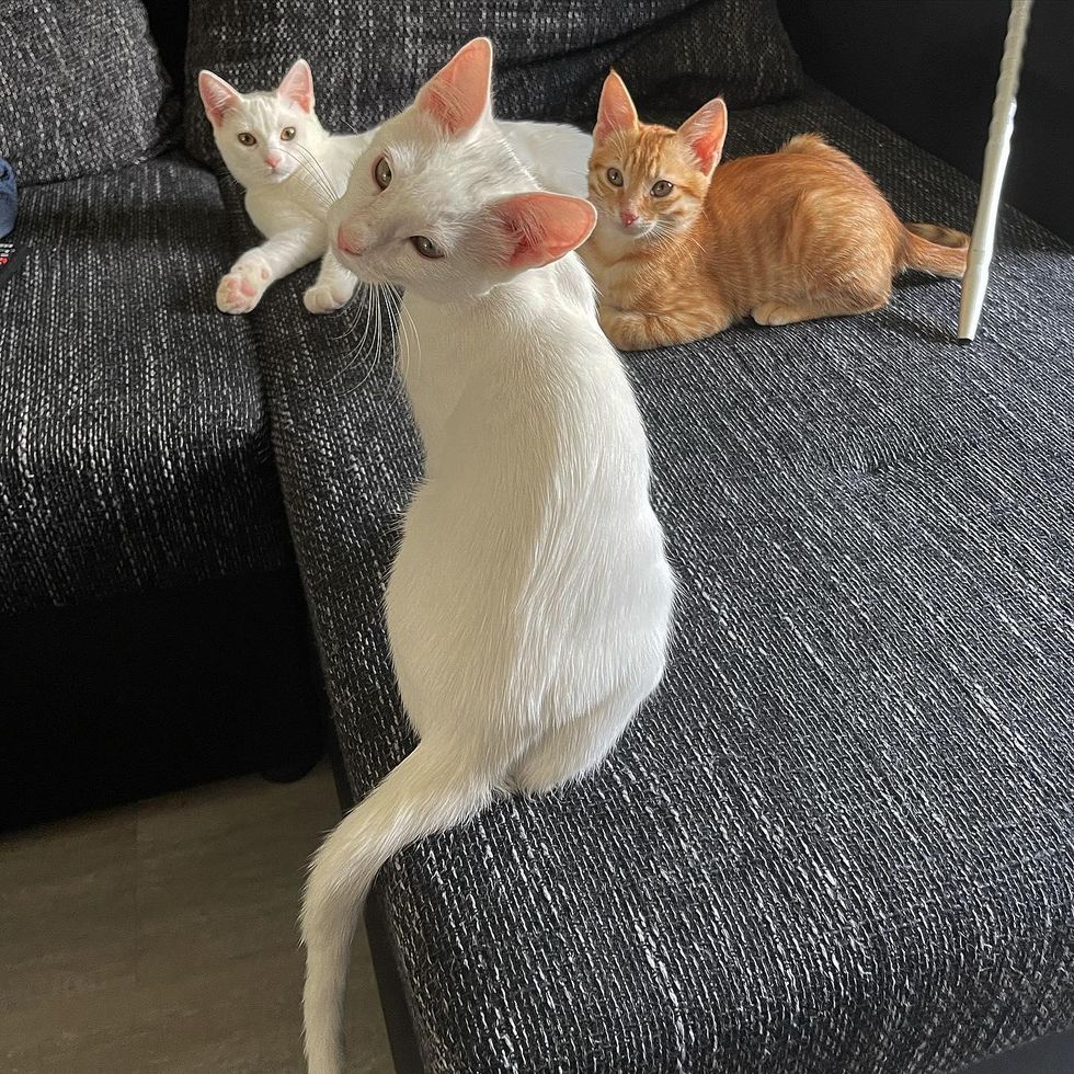 kitten cat trio, best friends cats