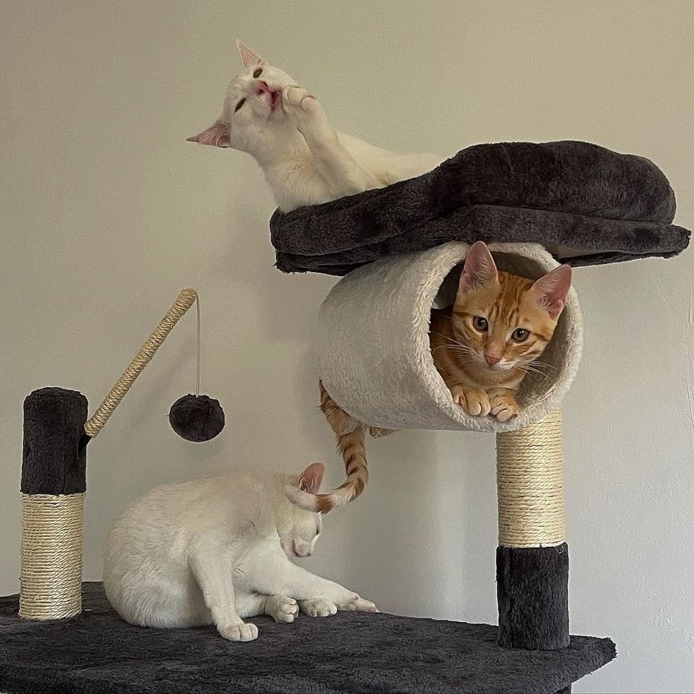 cats sharing cat tree