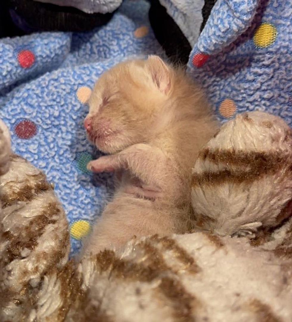 newborn ginger kitten