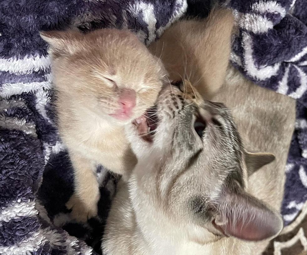 cat caring kitten