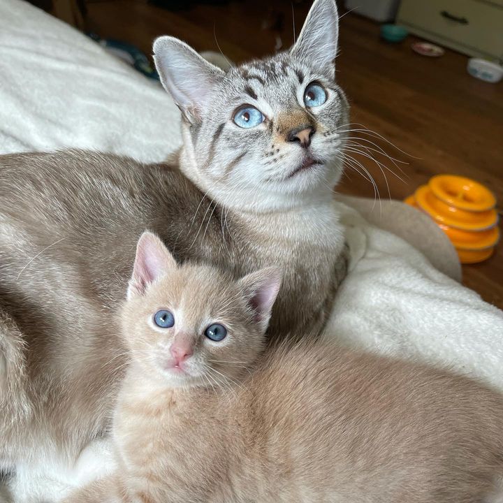 cat foster kitten