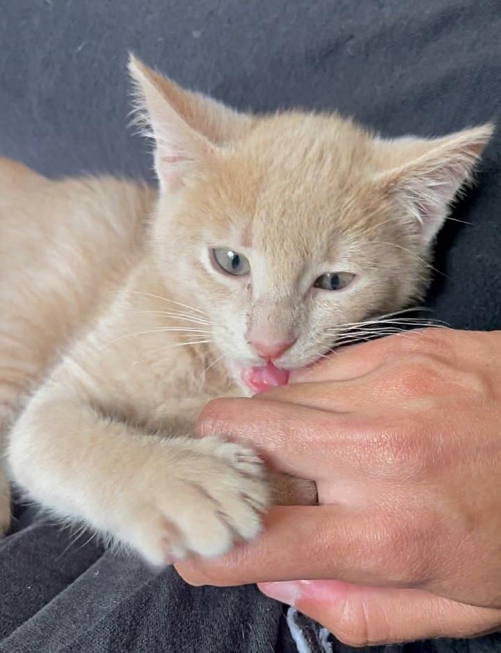 kitten cuddles hand cleo