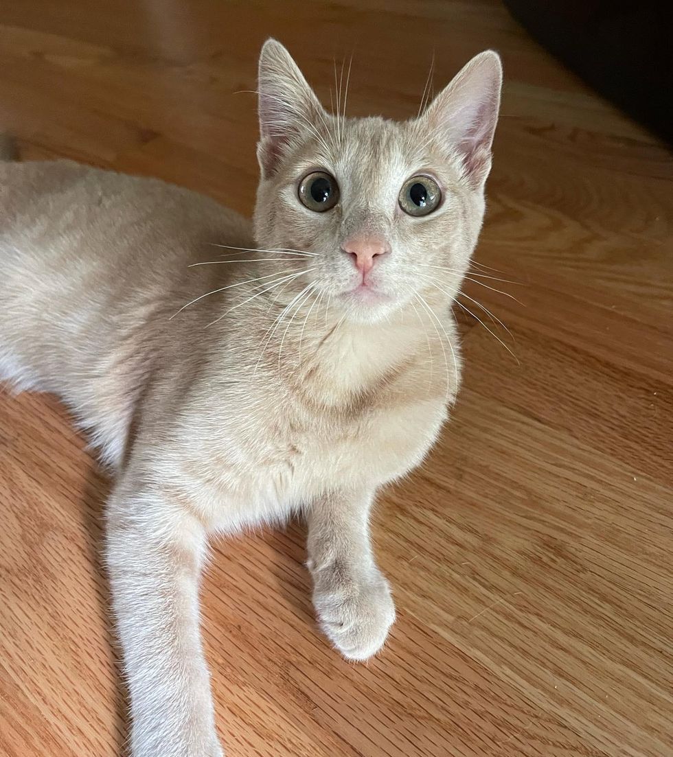 cute cream kitten cat