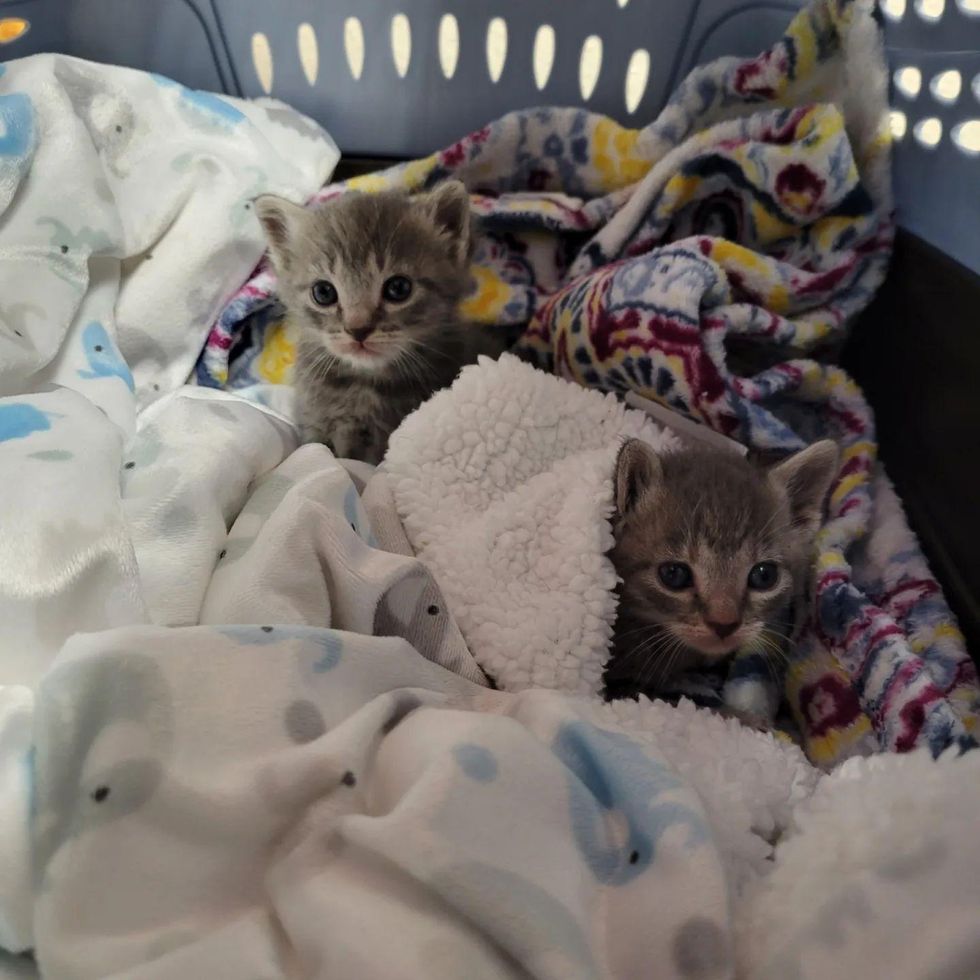 orphaned kittens found