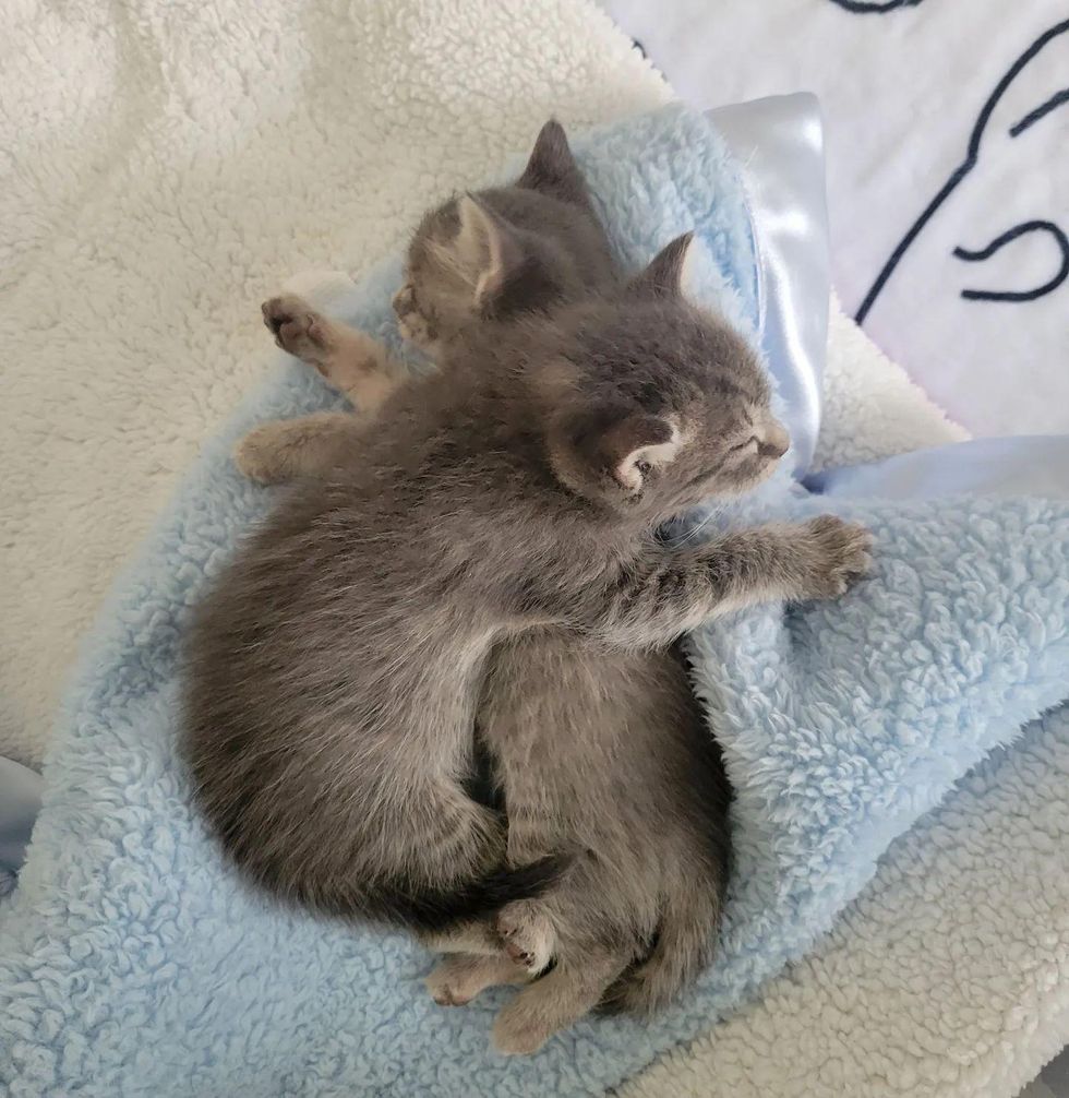 grey kittens sisters