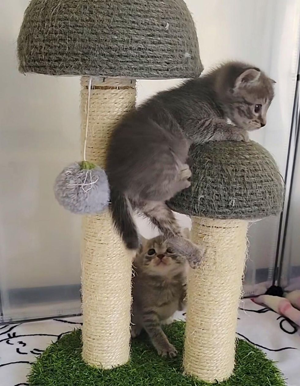 playful grey kittens