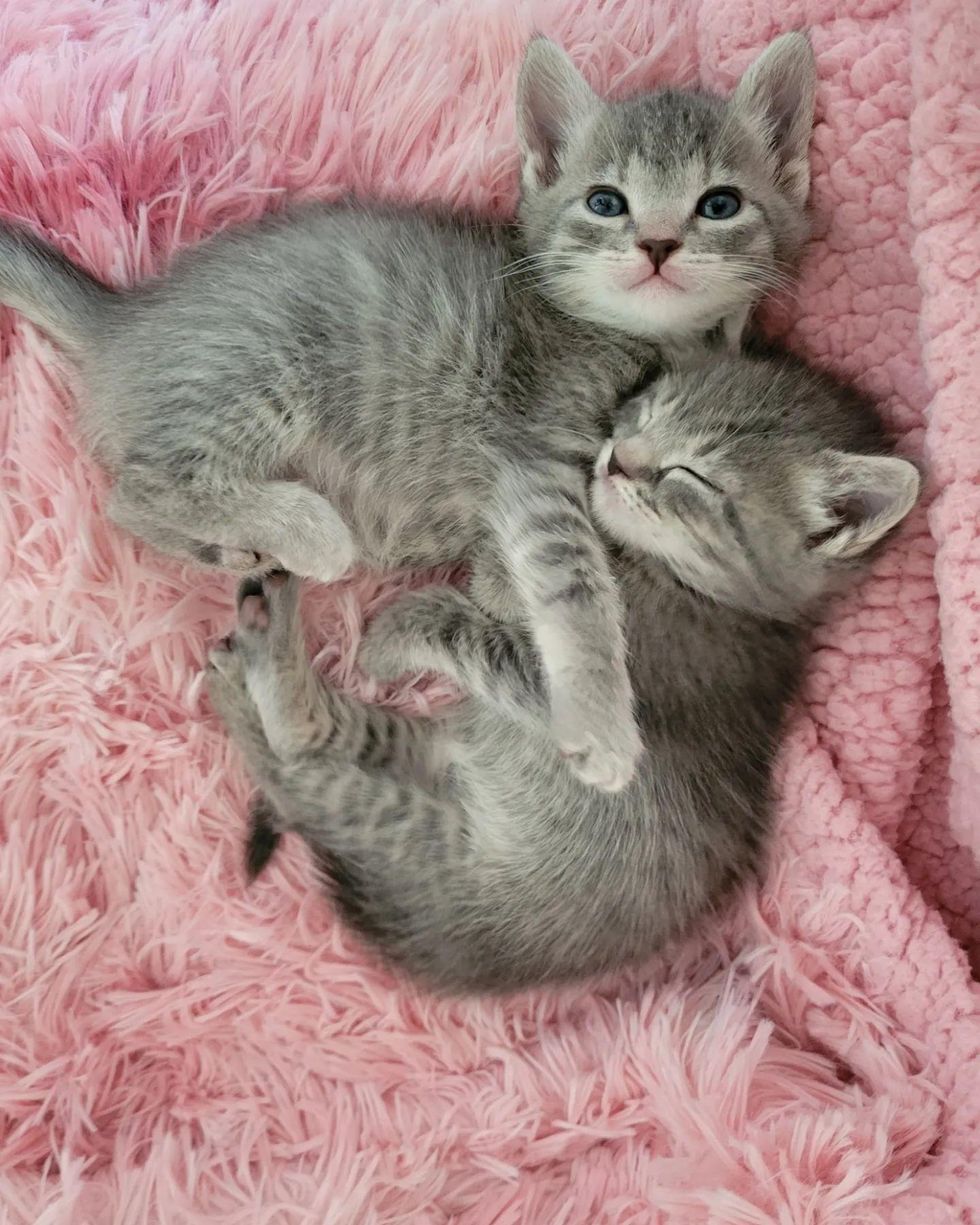 cuddly grey kittens