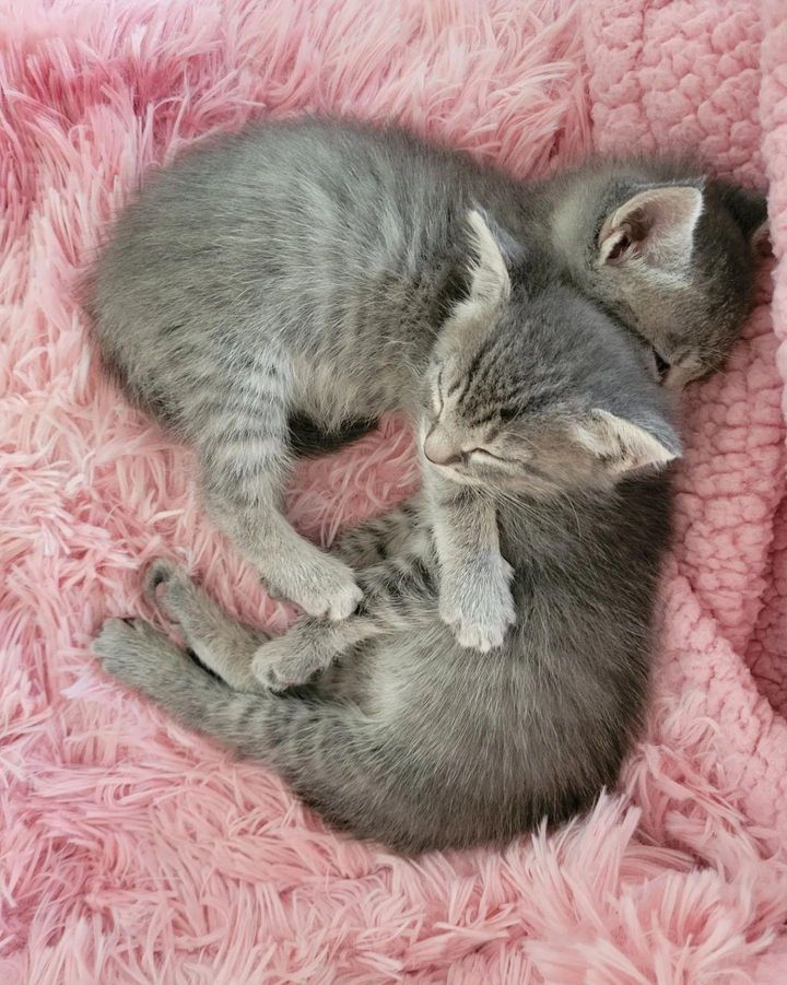 cuddly sleeping grey kittens