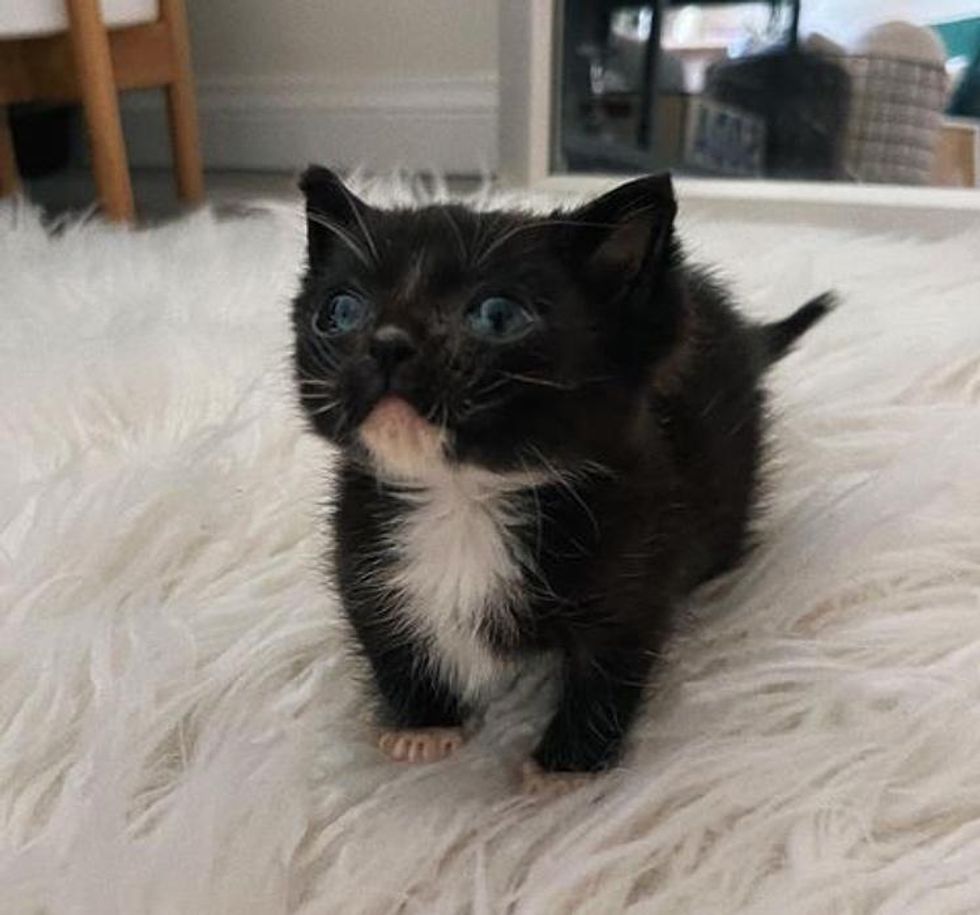 tuxedo cute kitten