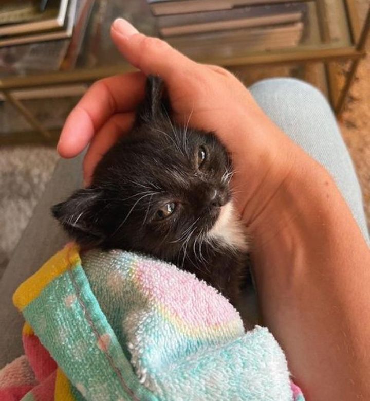cuddly purrito kitten