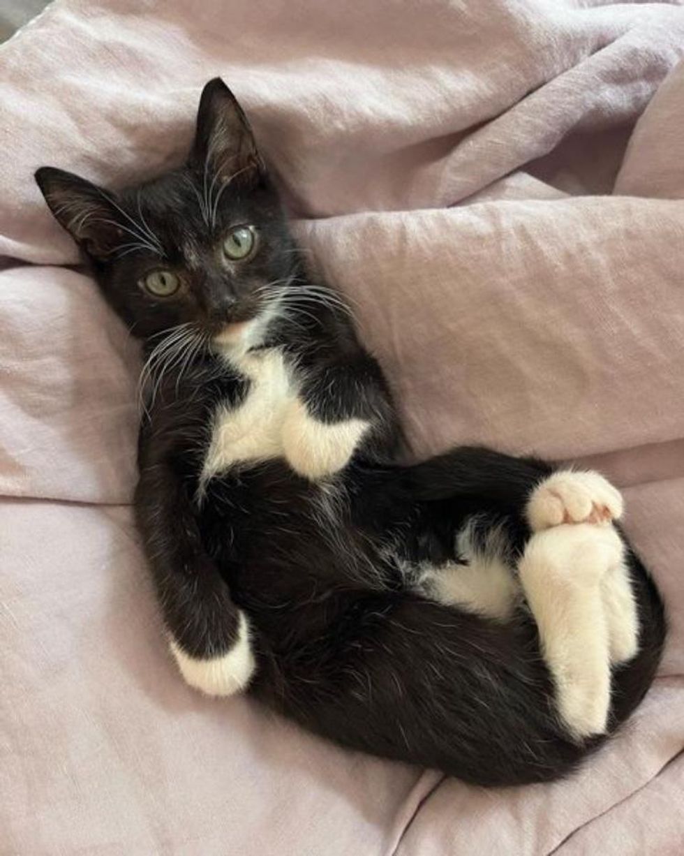 tuxedo kitten growing up