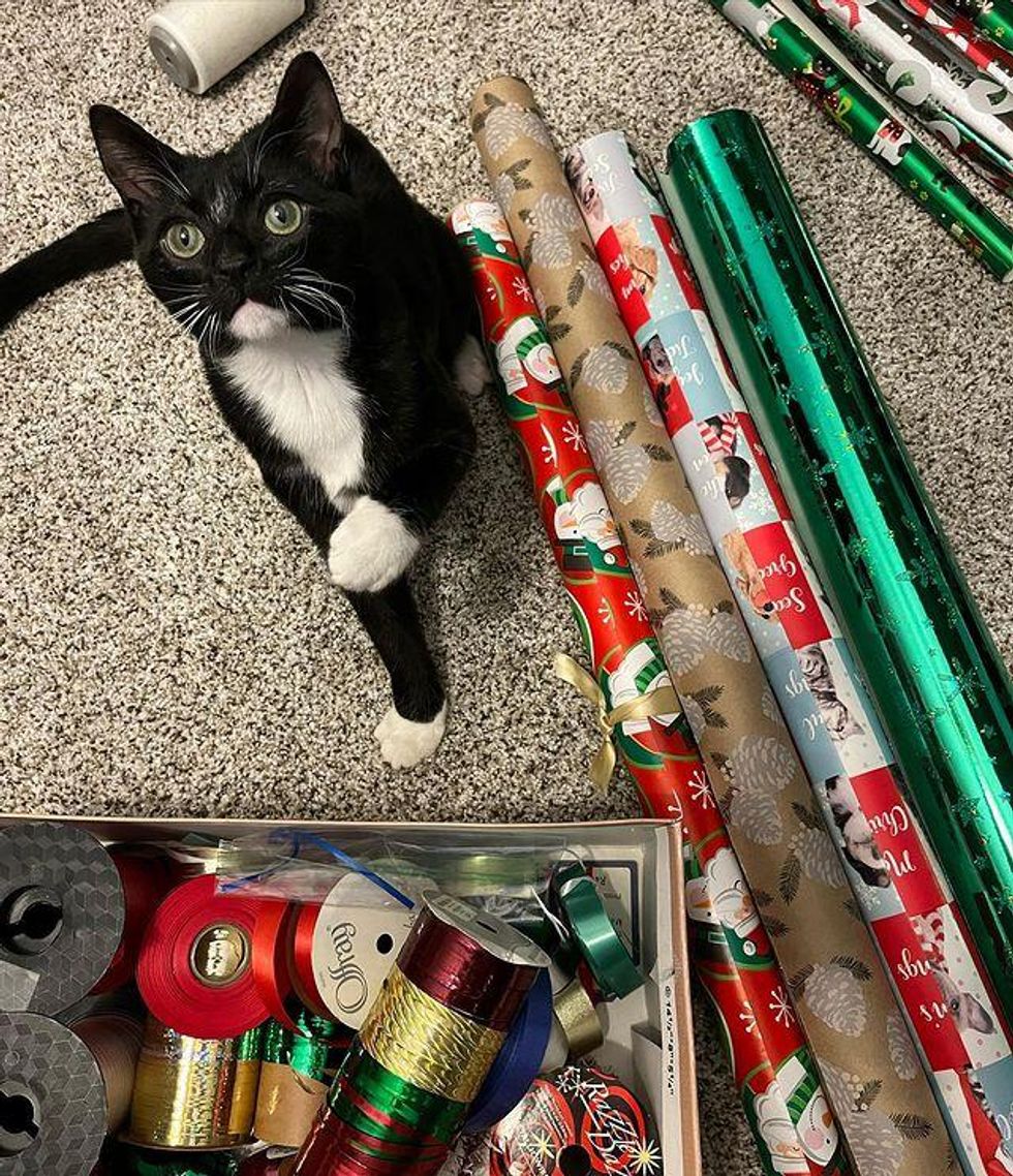 rocco tuxedo kitten, christmas cat