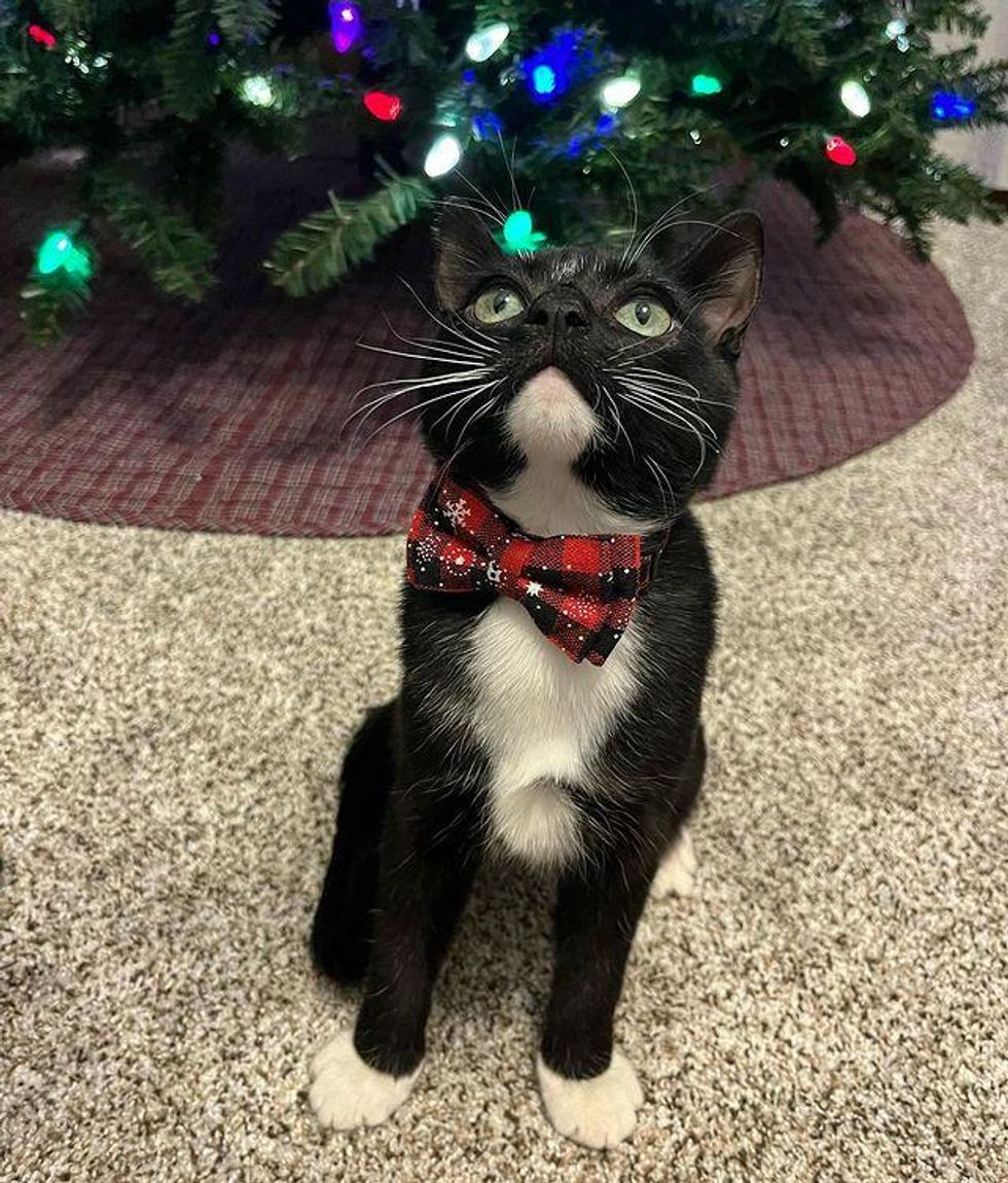 christmas cat, tuxedo kitten