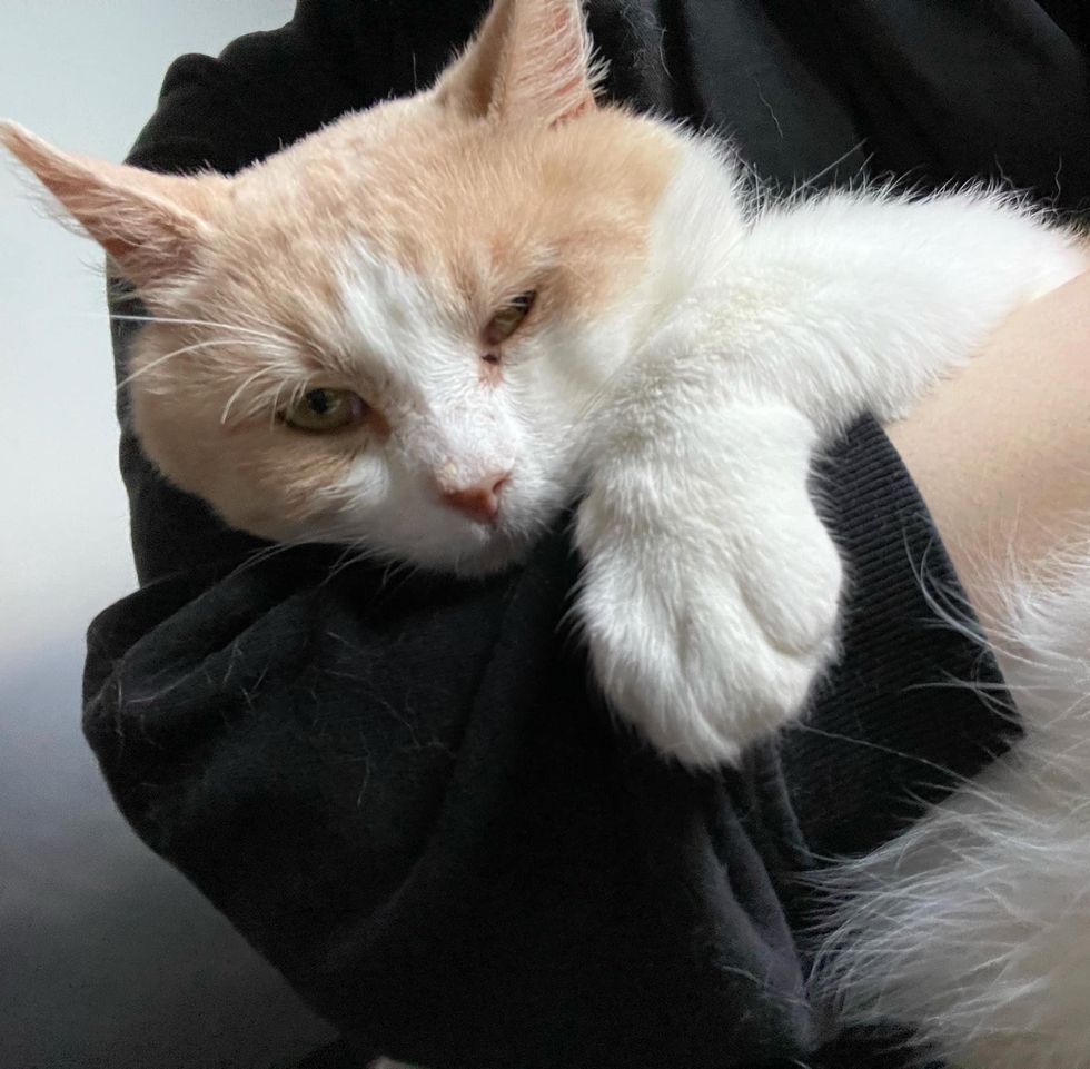 cuddly cat sigmund