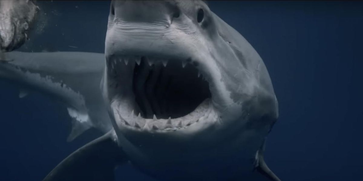 Shark Week Is Too White And Too Male Study Finds And The Mockery Shark Week Is Too White And Too Male Study Finds And The Mockery