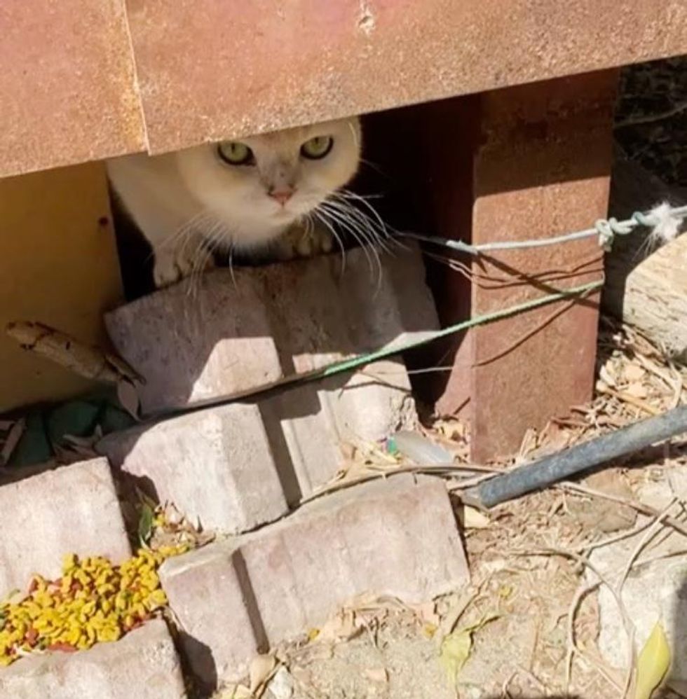 shy cat stray yellow