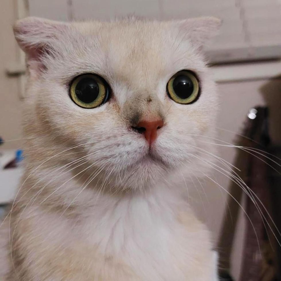 scottish fold, cat yellow elliot